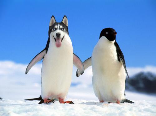 PHOTOSHOP-合成練習-企鵝狗