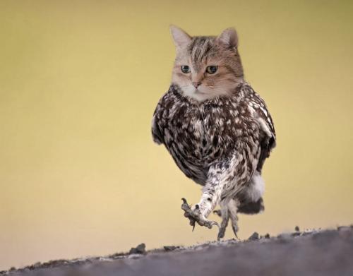 PHOTOSHOP合成範例-貓頭-鷹